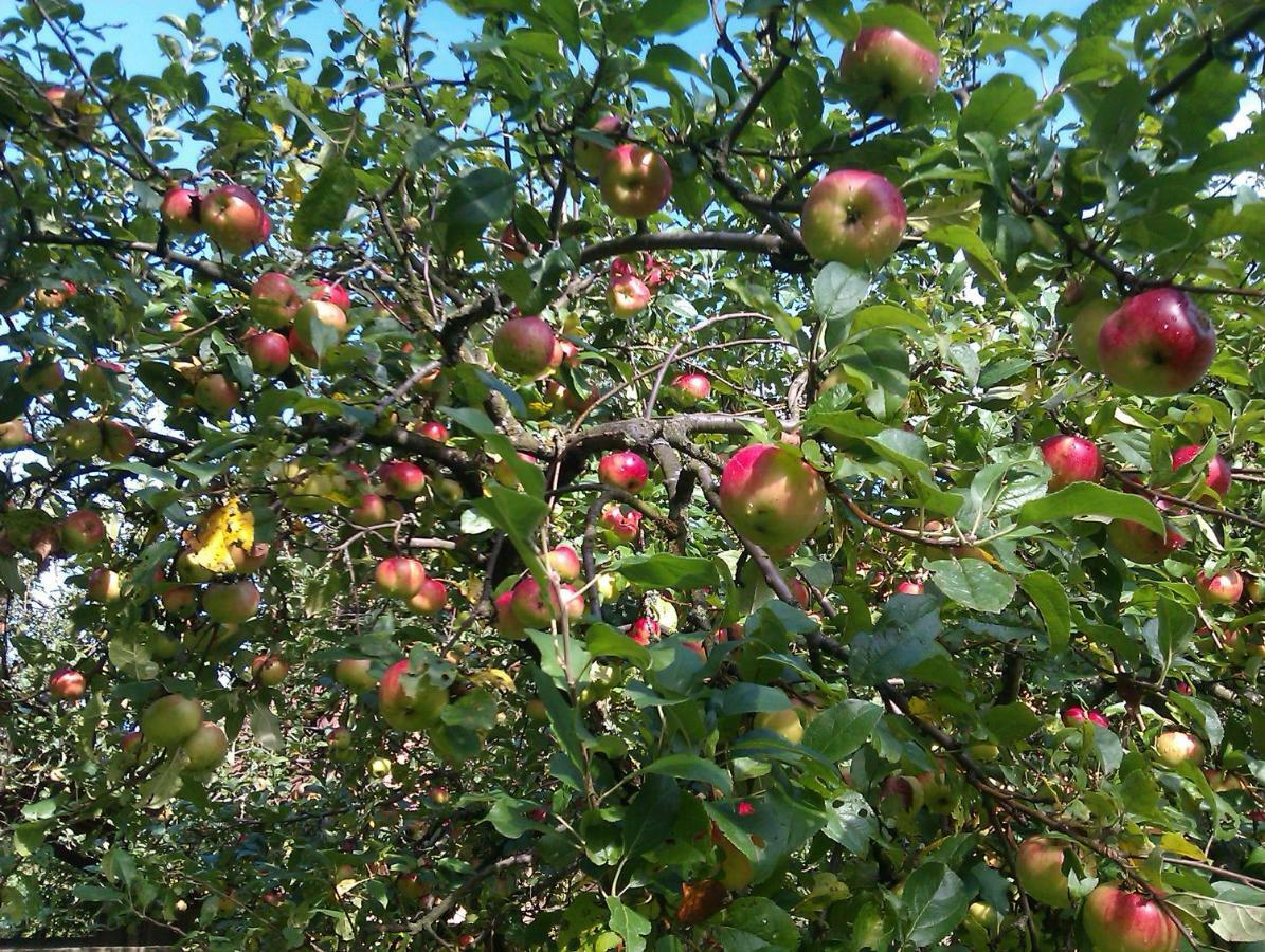Apple Tree Lägenhet Zagreb Exteriör bild